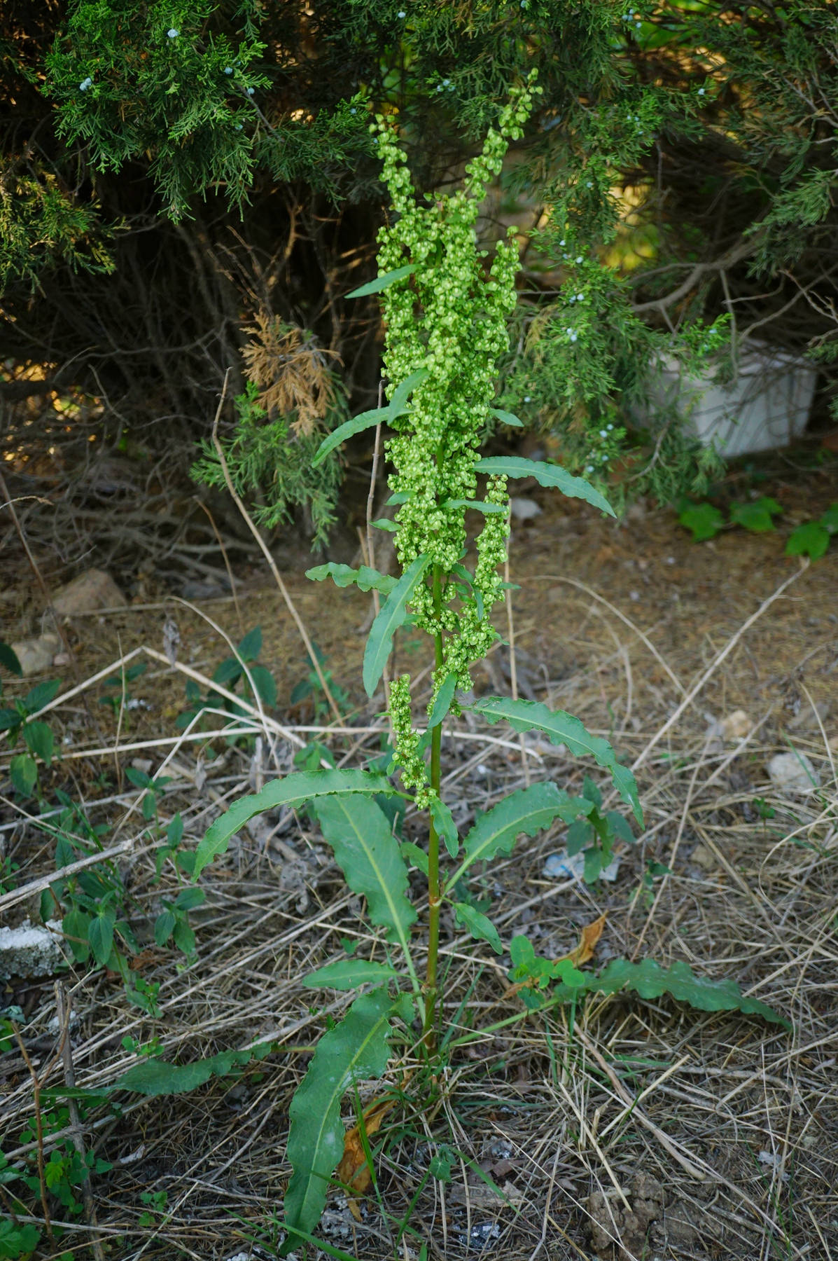 我见到的山东本土植物和园林栽培植物(424)皱叶酸模