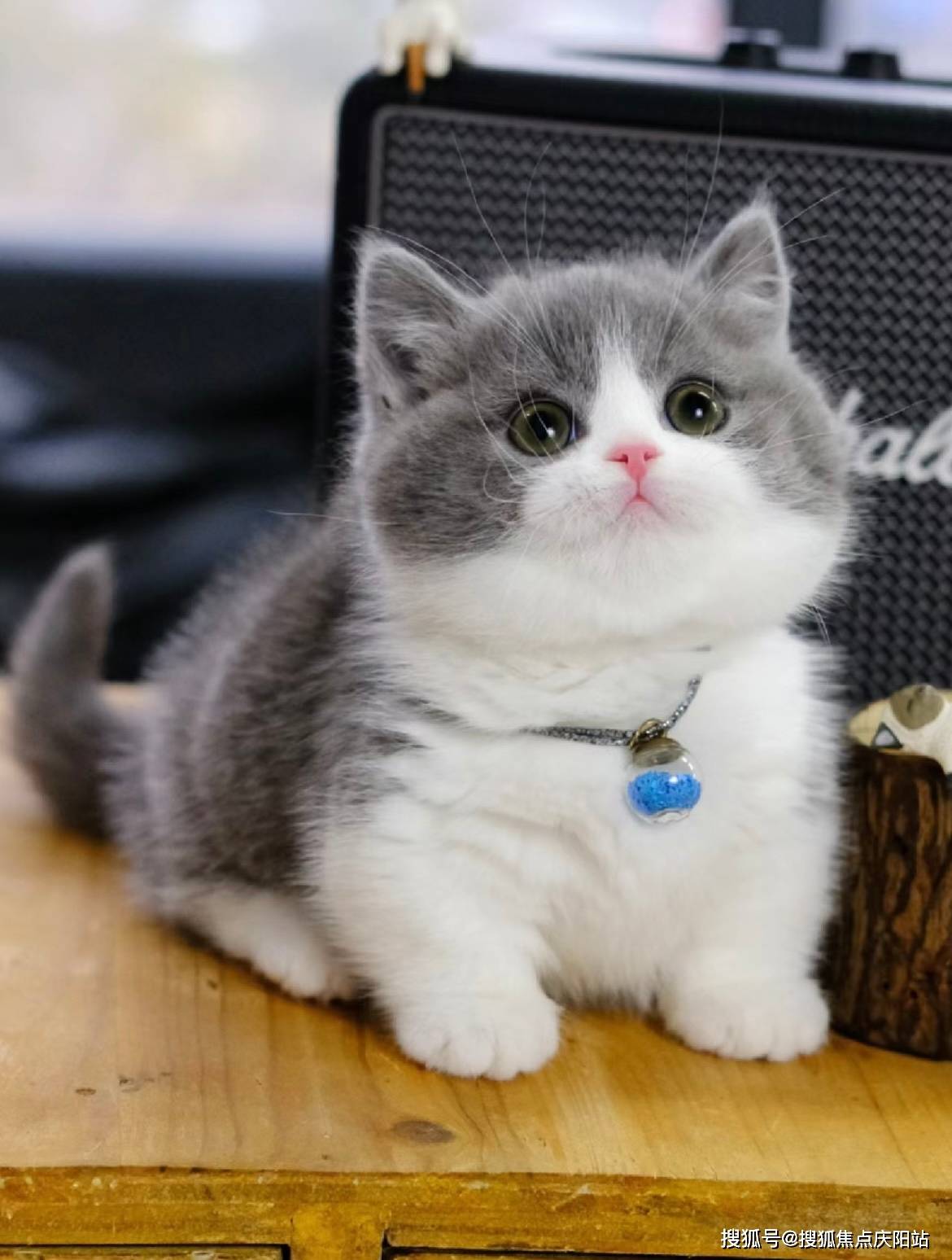 重庆买英短蓝白猫首页网站(重庆江北区)哪里有英短蓝白猫卖