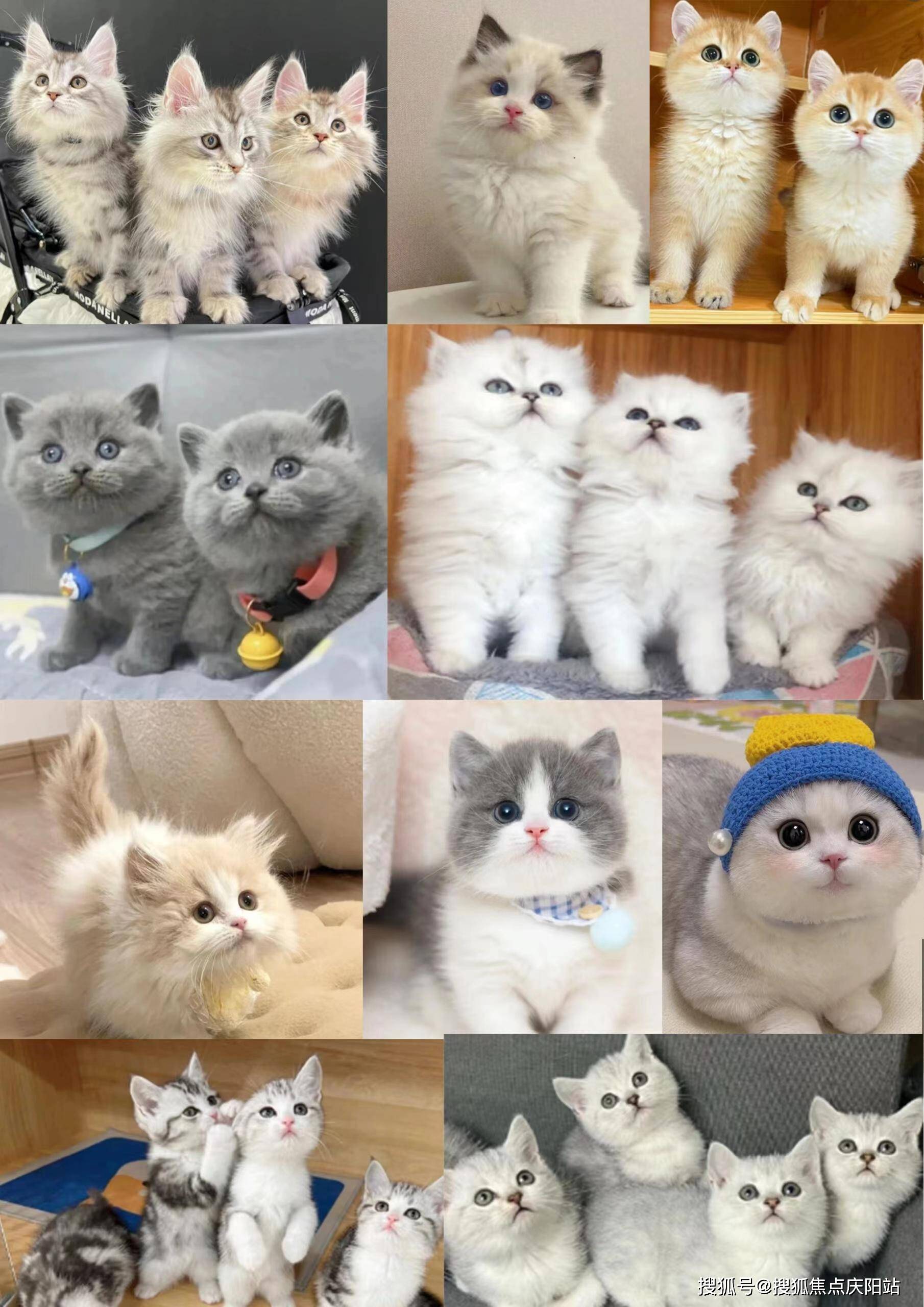 英短蓝白猫,一种深受喜爱的宠物猫品种.