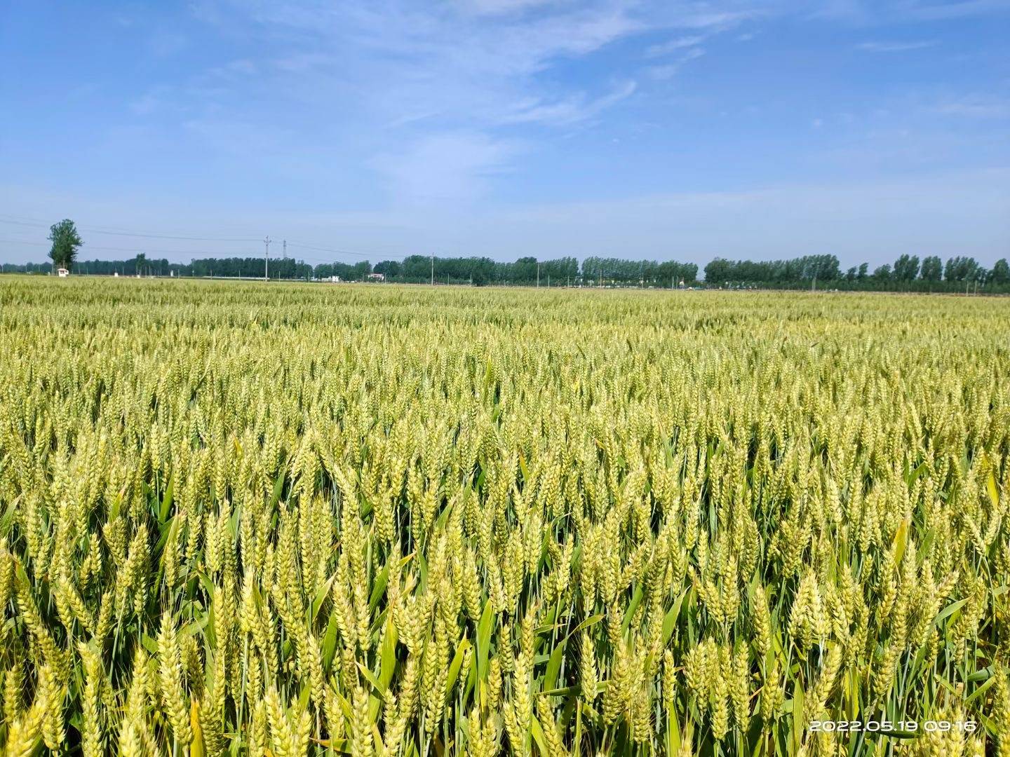 良种良法赋能农业高质量发展_种植_马文昌_小麦
