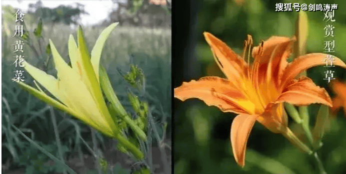 萱草花不是黄花菜!"吃货"们请不要再采了!