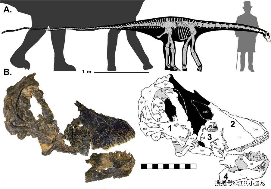 【恐龙王国】五岁小梁龙竟然吃硬不吃软!