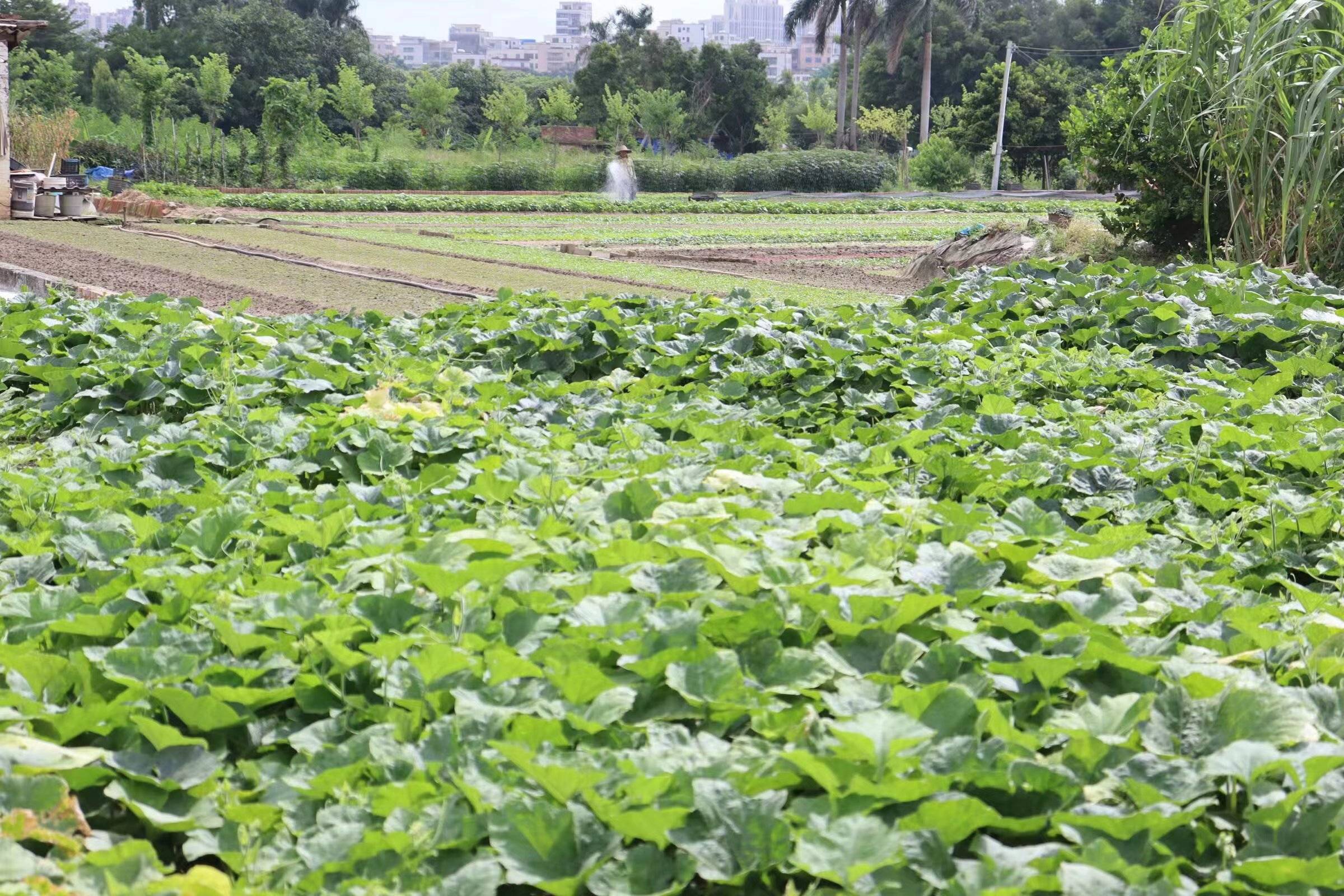 在当地村民的指引下,突击队找到了种植农作物的农田,映入眼帘的是一片