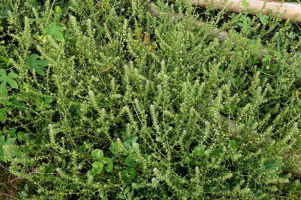 我见到的山东本土植物和园林栽培植物