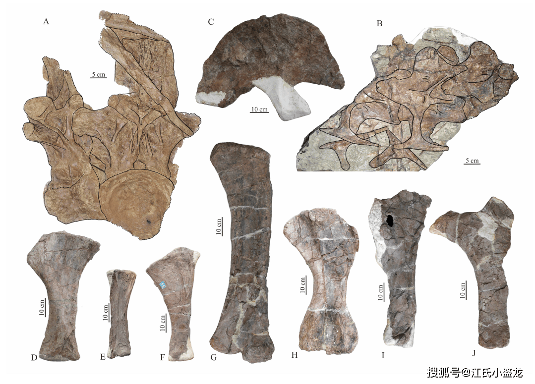 化石的完整度不仅相当高,而且还是热河生物群中首次发现蜥脚类恐龙