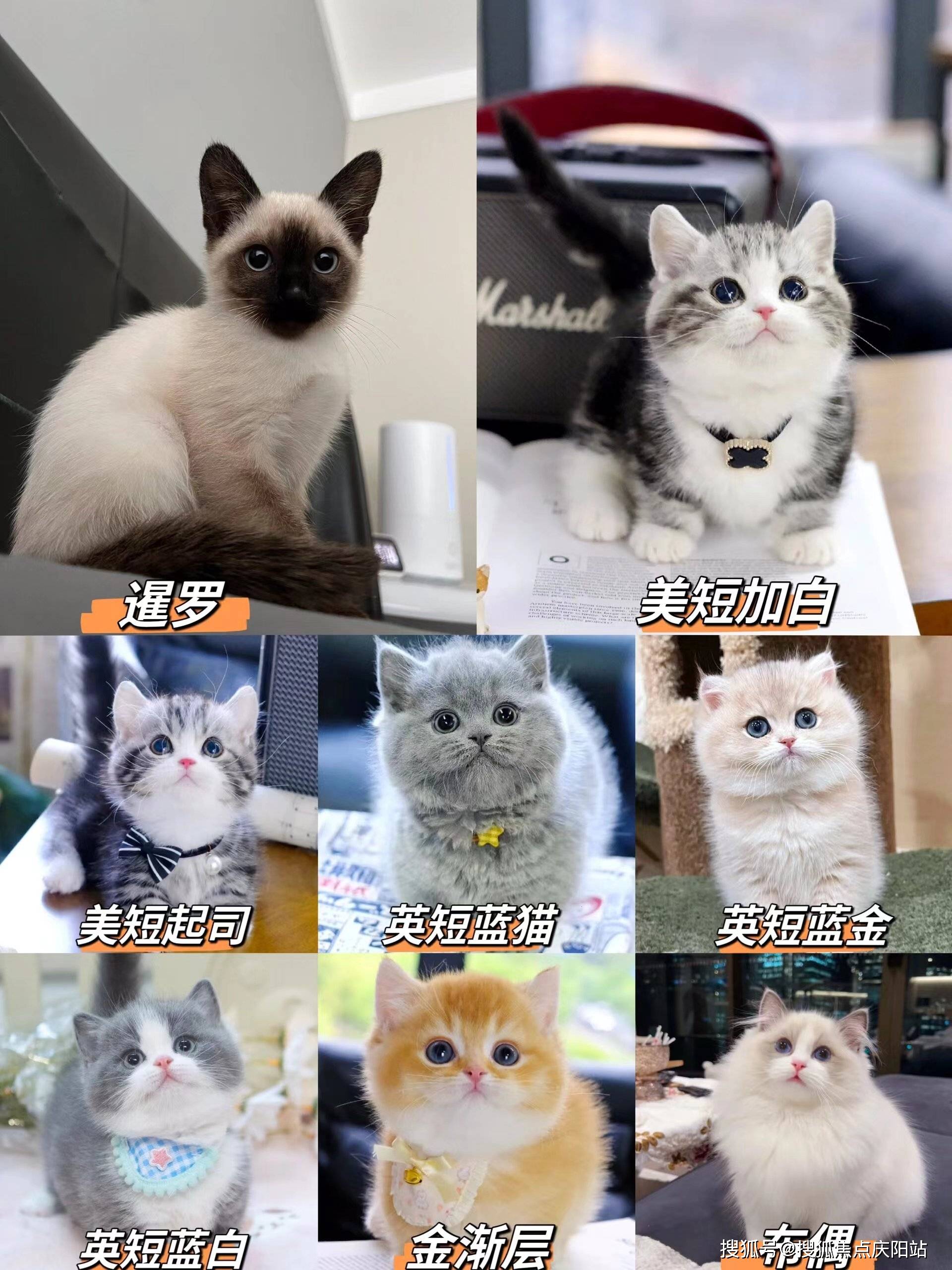 猫首页网站(南京雨花台区)哪家宠物店有卖金渐层猫的