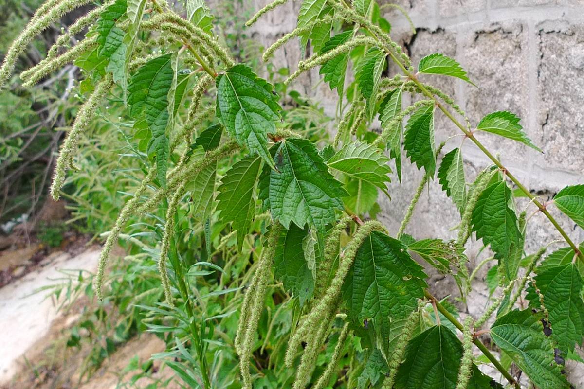 我见到的山东本土植物和园林栽培植物(457)野线麻