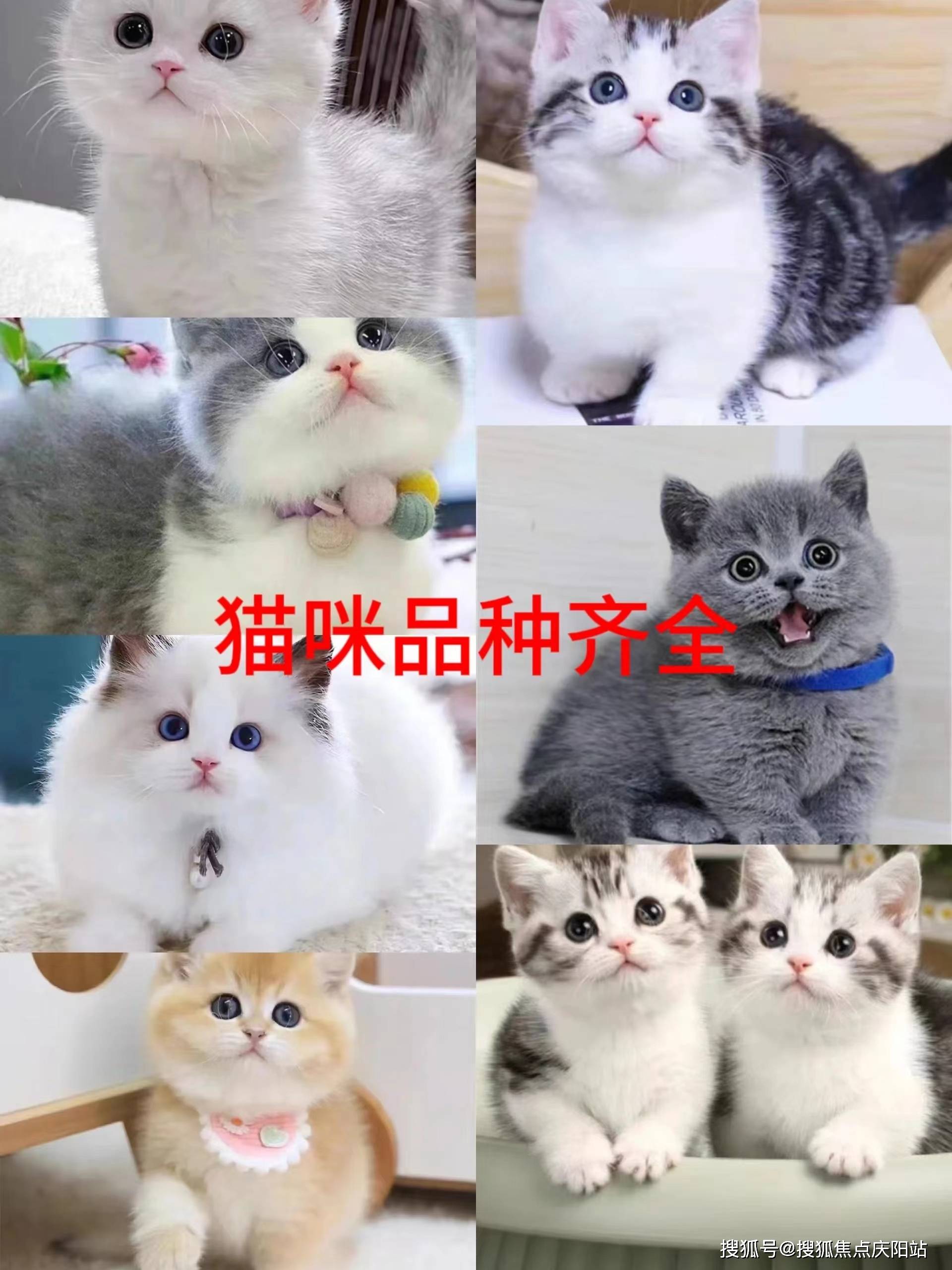 无锡买布偶猫首页网站(无锡梁溪区)买布偶猫多少钱一只