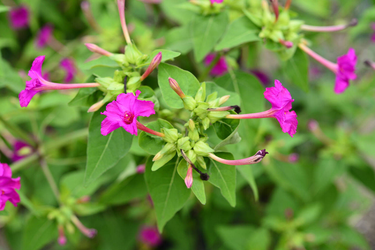 我见到的山东本土植物和园林栽培植物(462)紫茉莉