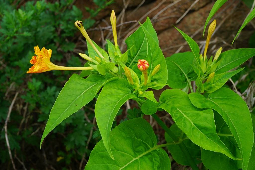 我见到的山东本土植物和园林栽培植物(462)紫茉莉