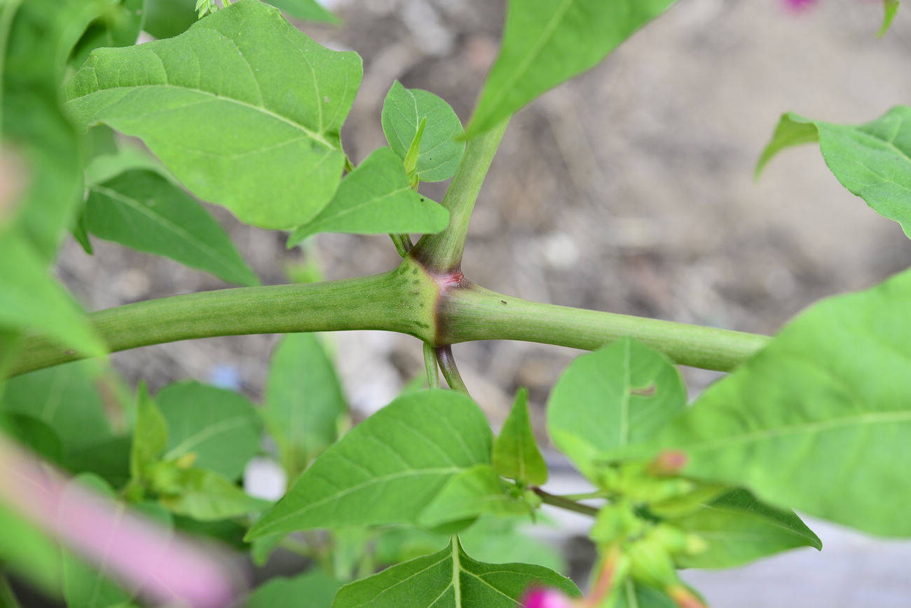 我见到的山东本土植物和园林栽培植物(462)紫茉莉