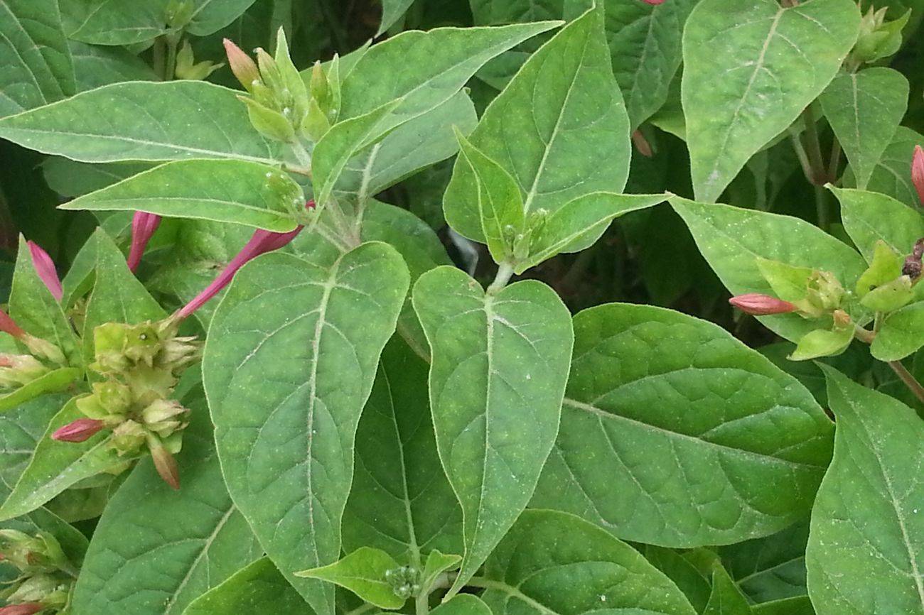 我见到的山东本土植物和园林栽培植物(462)紫茉莉