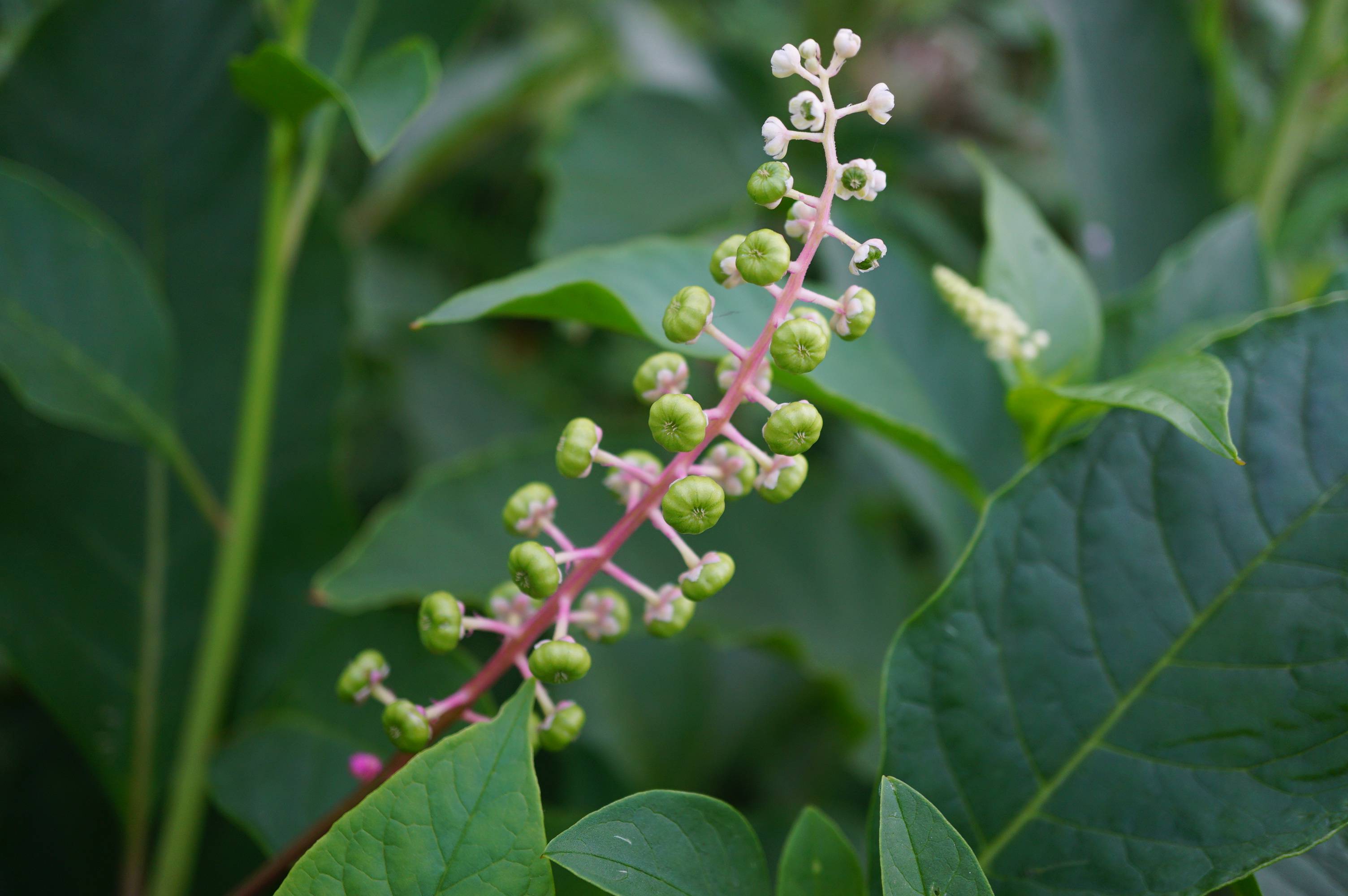 我见到的山东本土植物和园林栽培植物