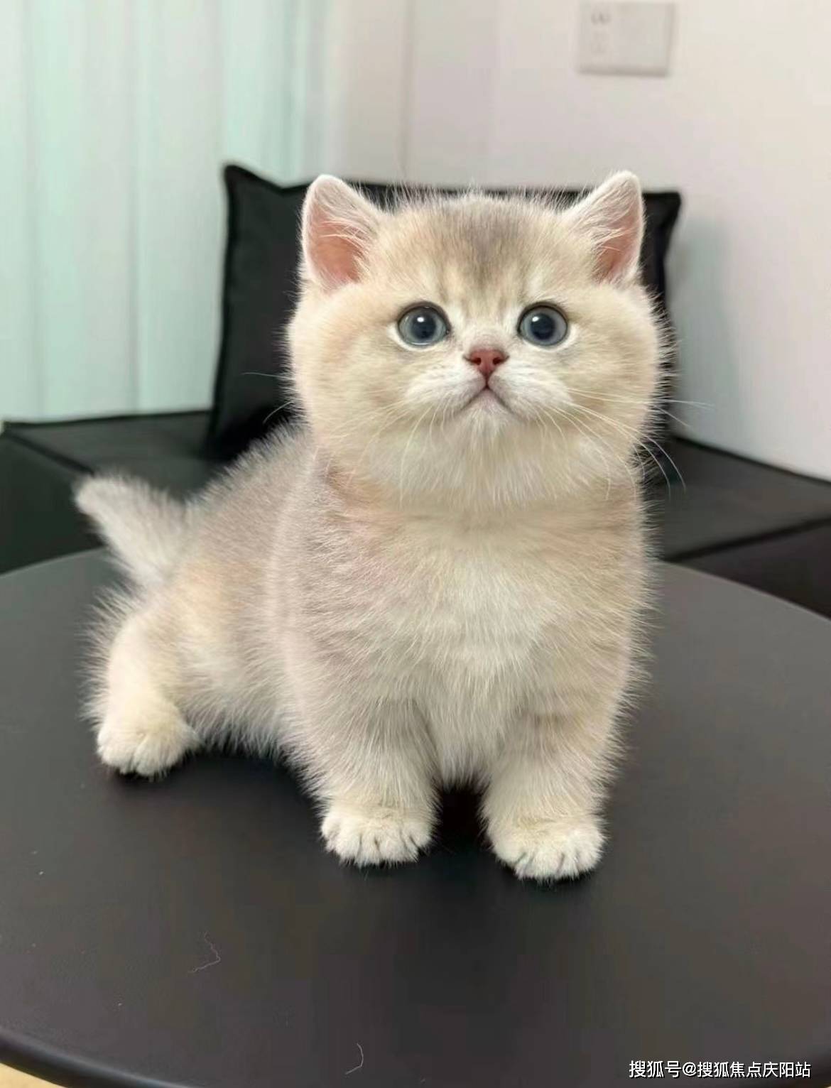 上海买英短蓝金猫首页网站(上海闵行区)买英短蓝金猫去哪里买比较好