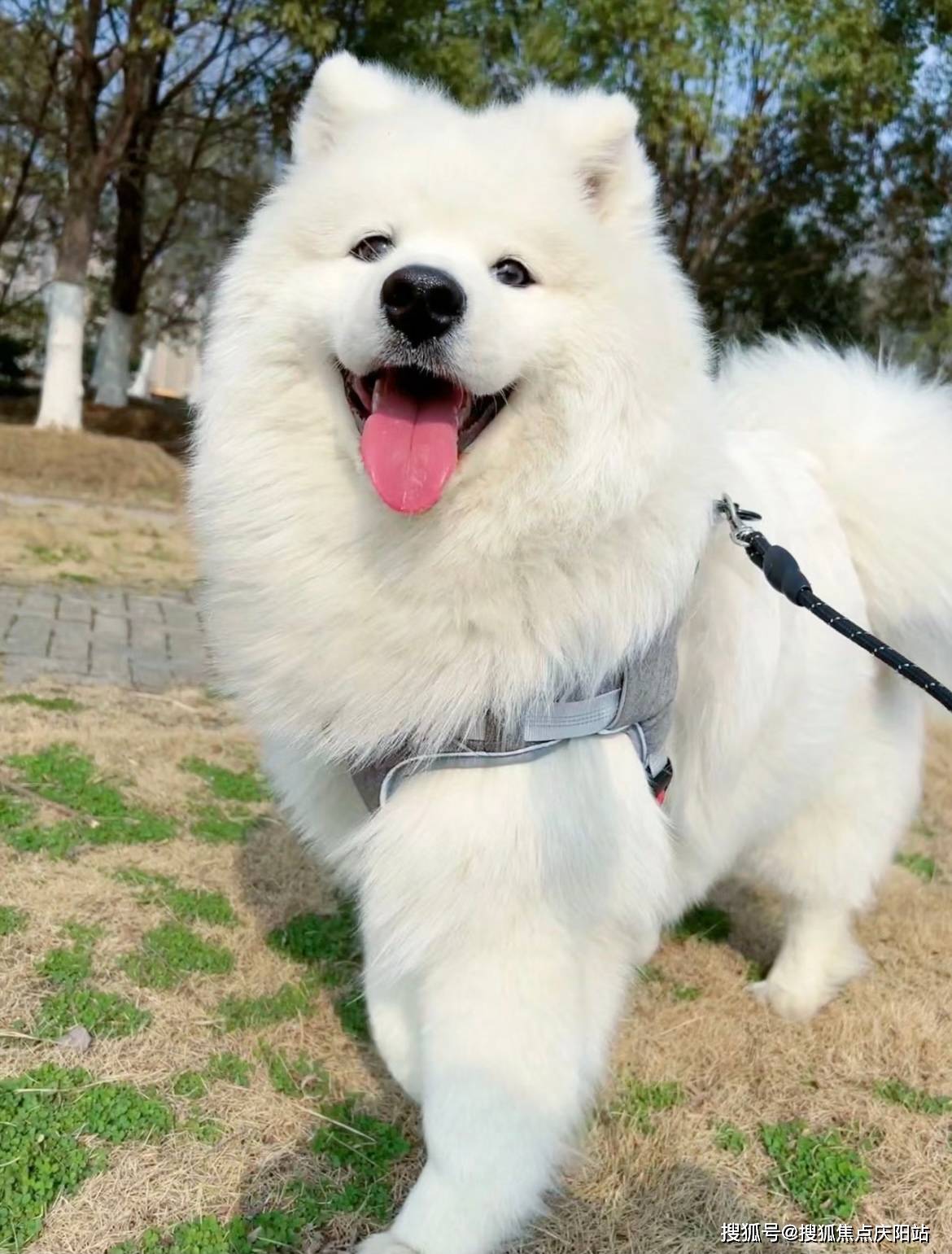 温州买萨摩耶犬首页网站(温州鹿城区)哪里可以买到品相好的萨摩耶犬