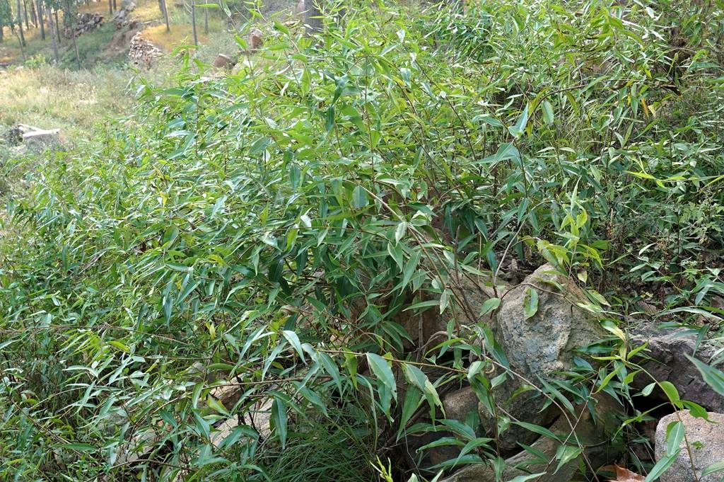 我见到的山东本土植物和园林栽培植物(477) 杠柳