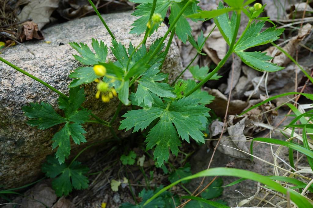 我见到的山东本土植物和园林栽培植物(482)毛茛