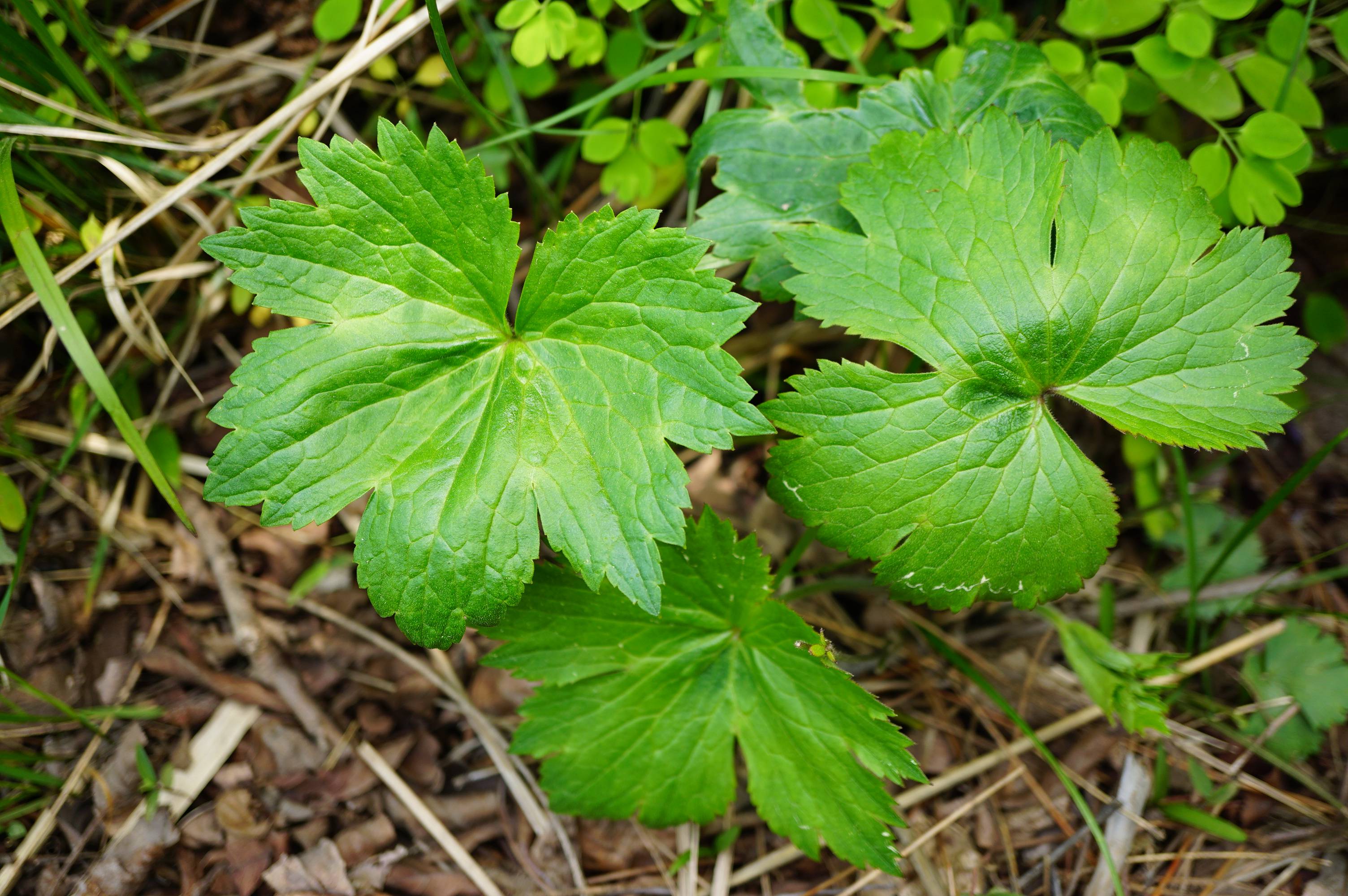 我见到的山东本土植物和园林栽培植物(482)毛茛