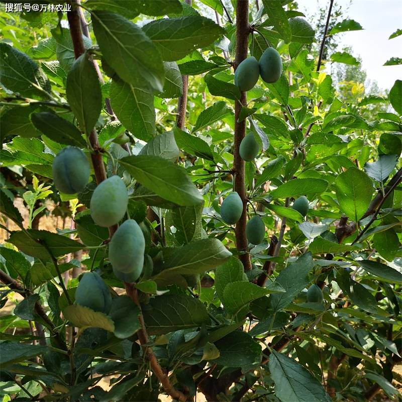 塔尔玛西梅苗栽植管理要求,有着水果皇后之称