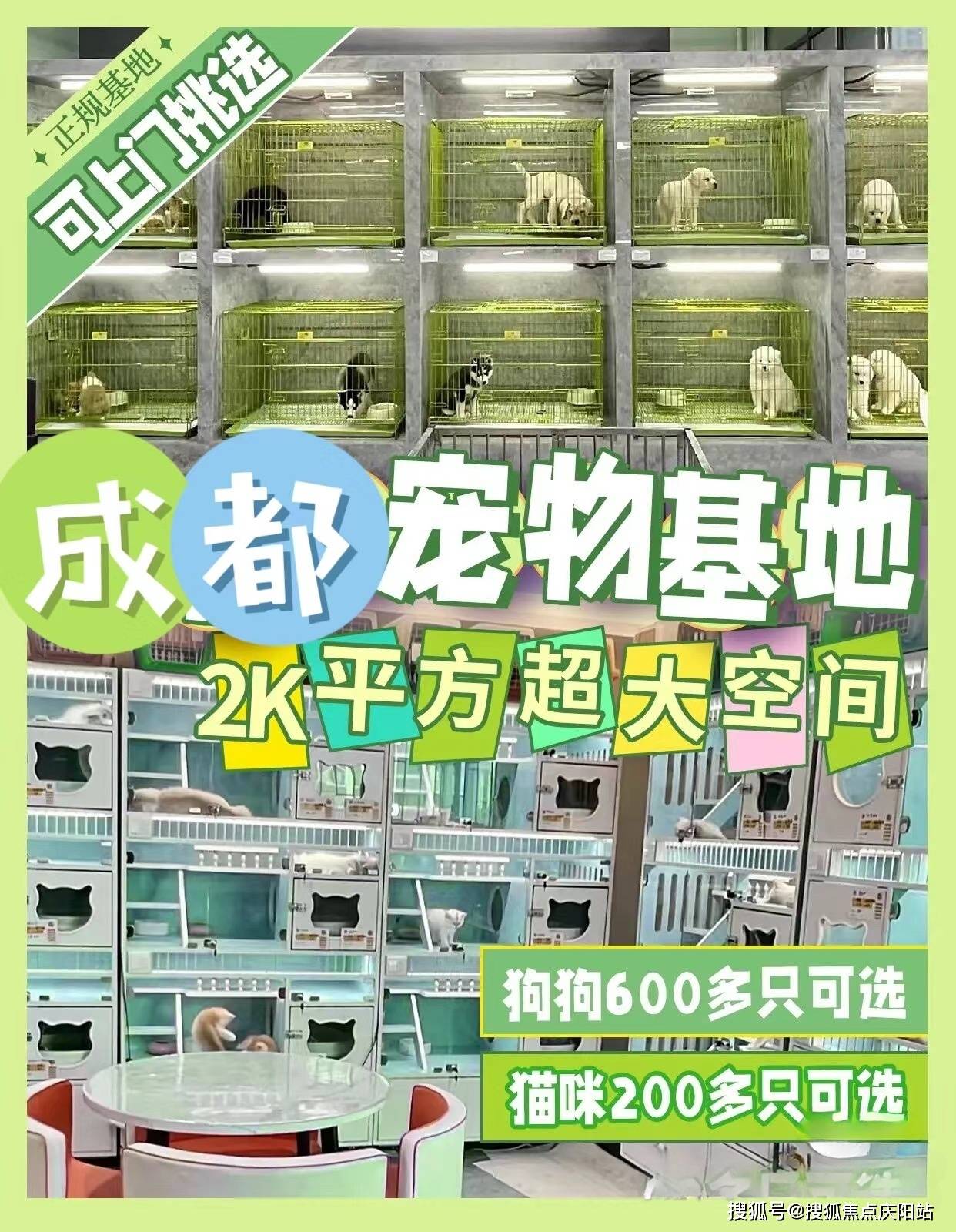 成华区买金毛犬多少钱一只丨成都福安家猫犬舍欢迎您_宠物_保障_知识