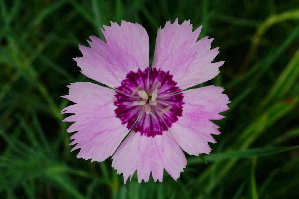 我见到的山东本土植物和园林栽培植物(504)羽瓣石竹(栽培)