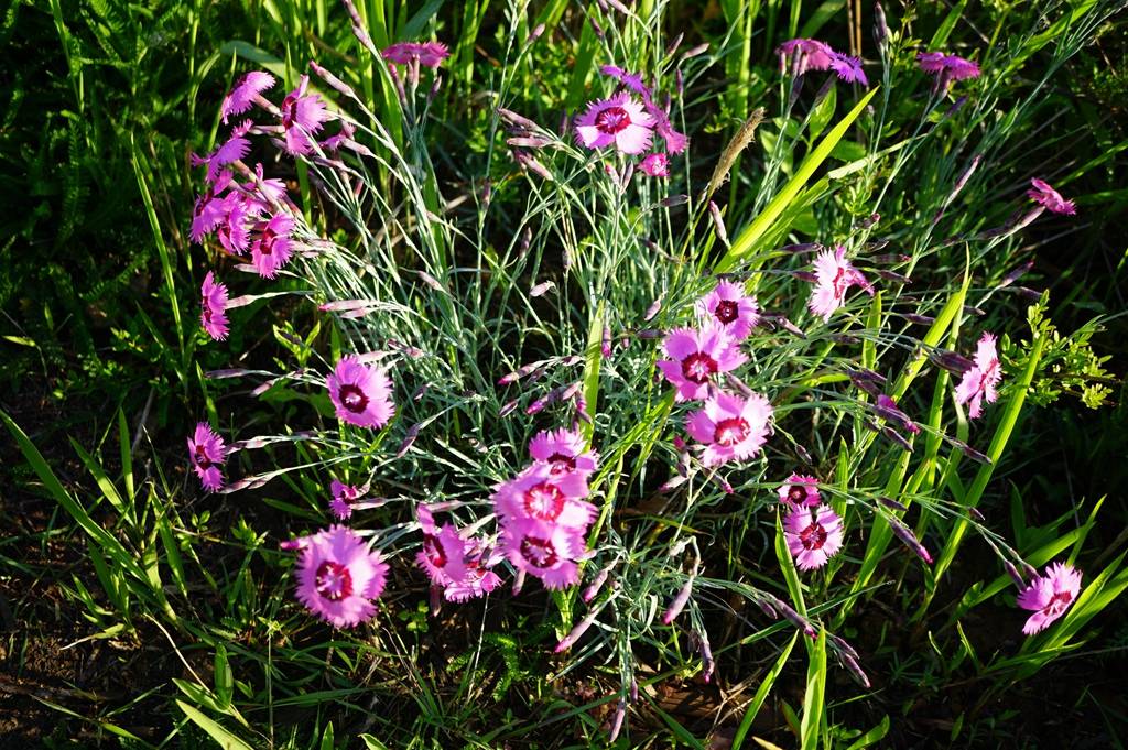 我见到的山东本土植物和园林栽培植物(504)羽瓣石竹(栽培)