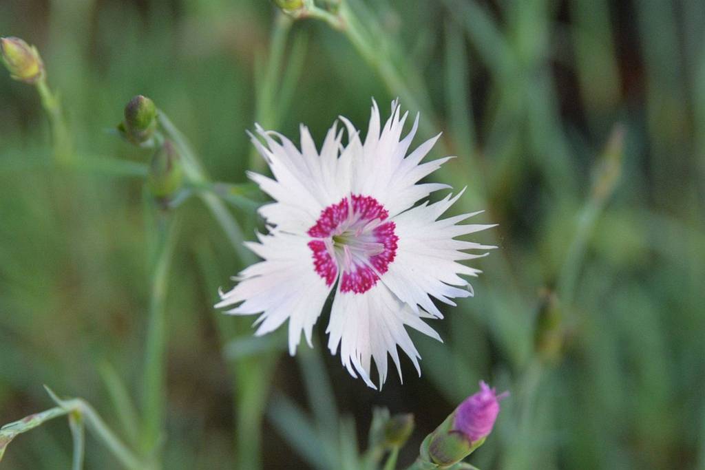 我见到的山东本土植物和园林栽培植物(504)羽瓣石竹(栽培)