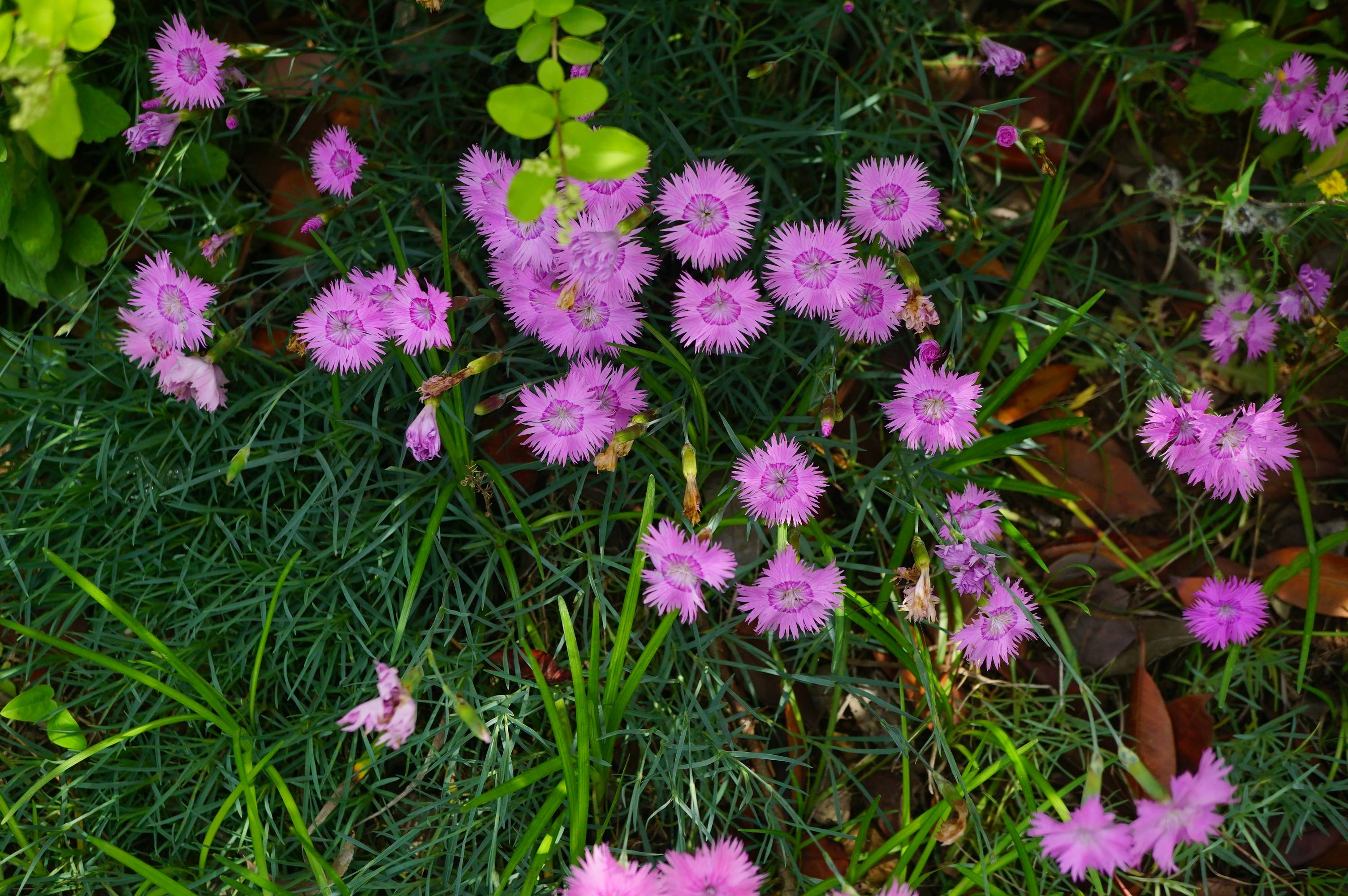 我见到的山东本土植物和园林栽培植物(504)羽瓣石竹(栽培)