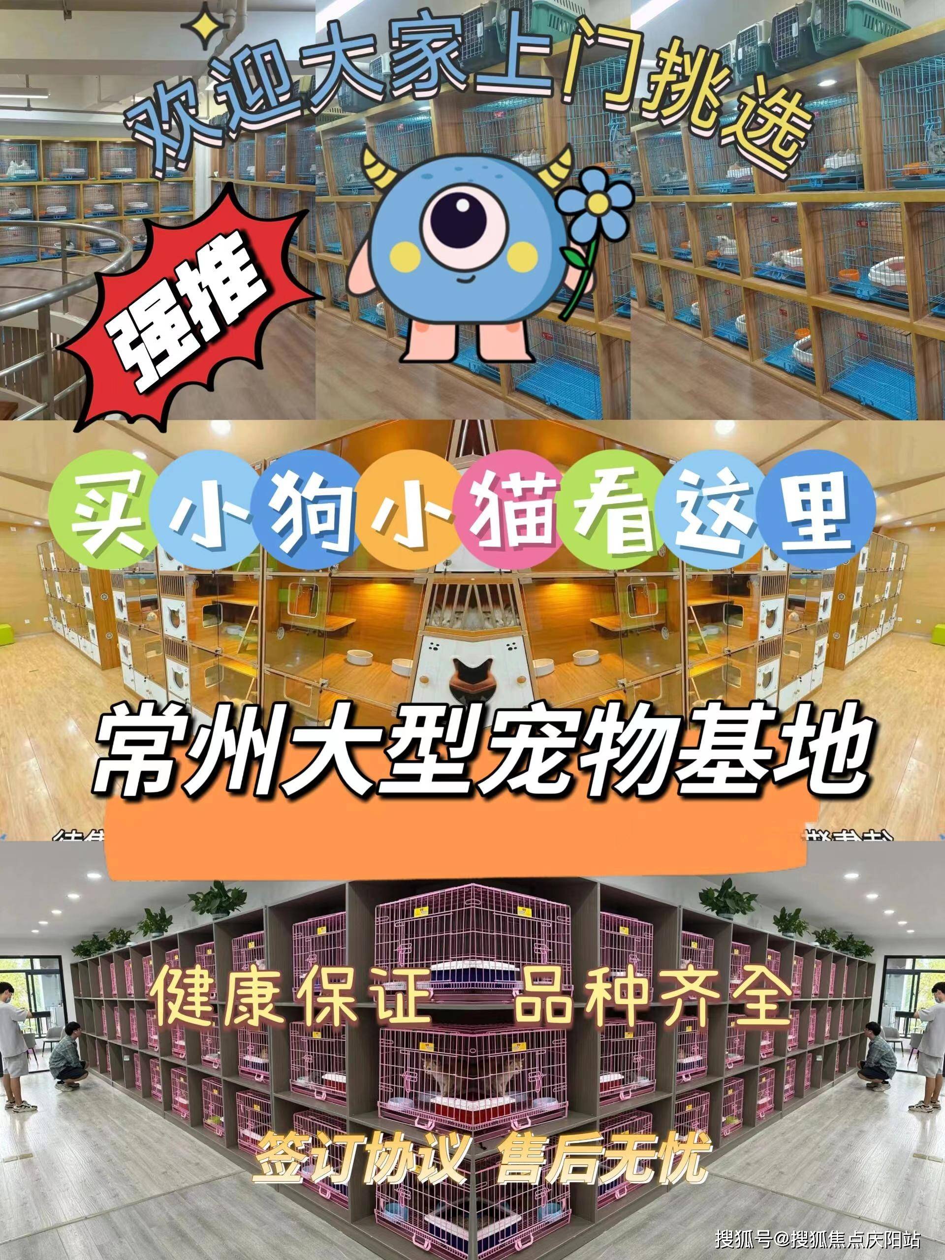 常州买阿拉斯加犬首页网站(常州新北区)买阿拉斯加犬哪里有实体店