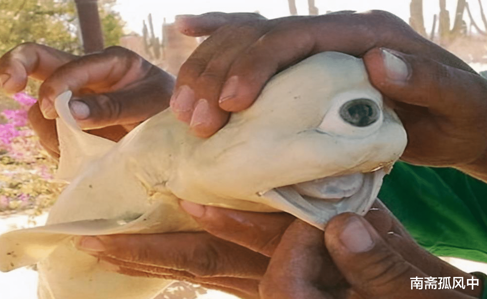 有检测称,发荧光的黑鲉鱼的含辐射量超标.而变异物种体内的铯