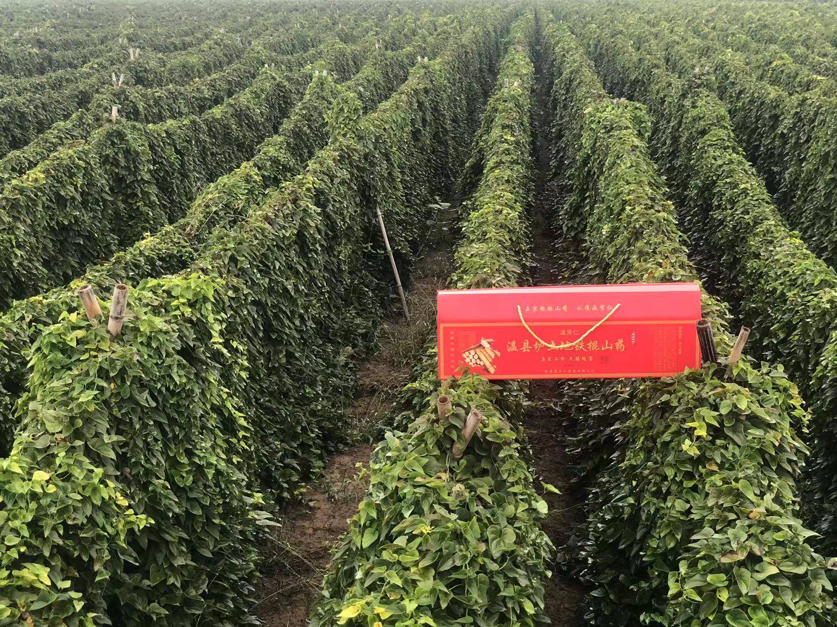 河南焦作温县正宗垆土铁棍山药,温贤仁产地直发