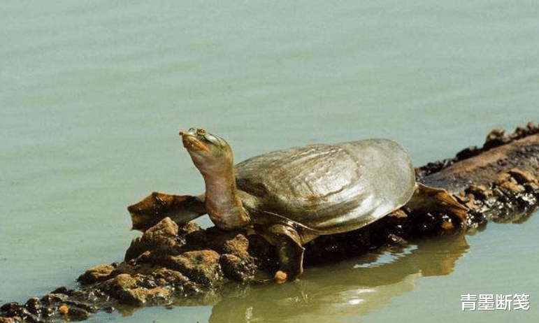 印度恒河的"宝藏":500万只甲鱼财富,白送中国都不吃?