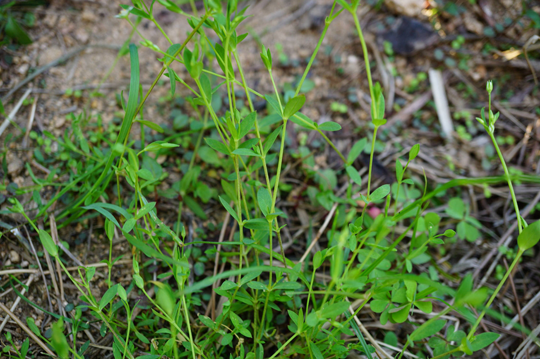 我见到的山东本土植物和园林栽培植物(523)雀舌草