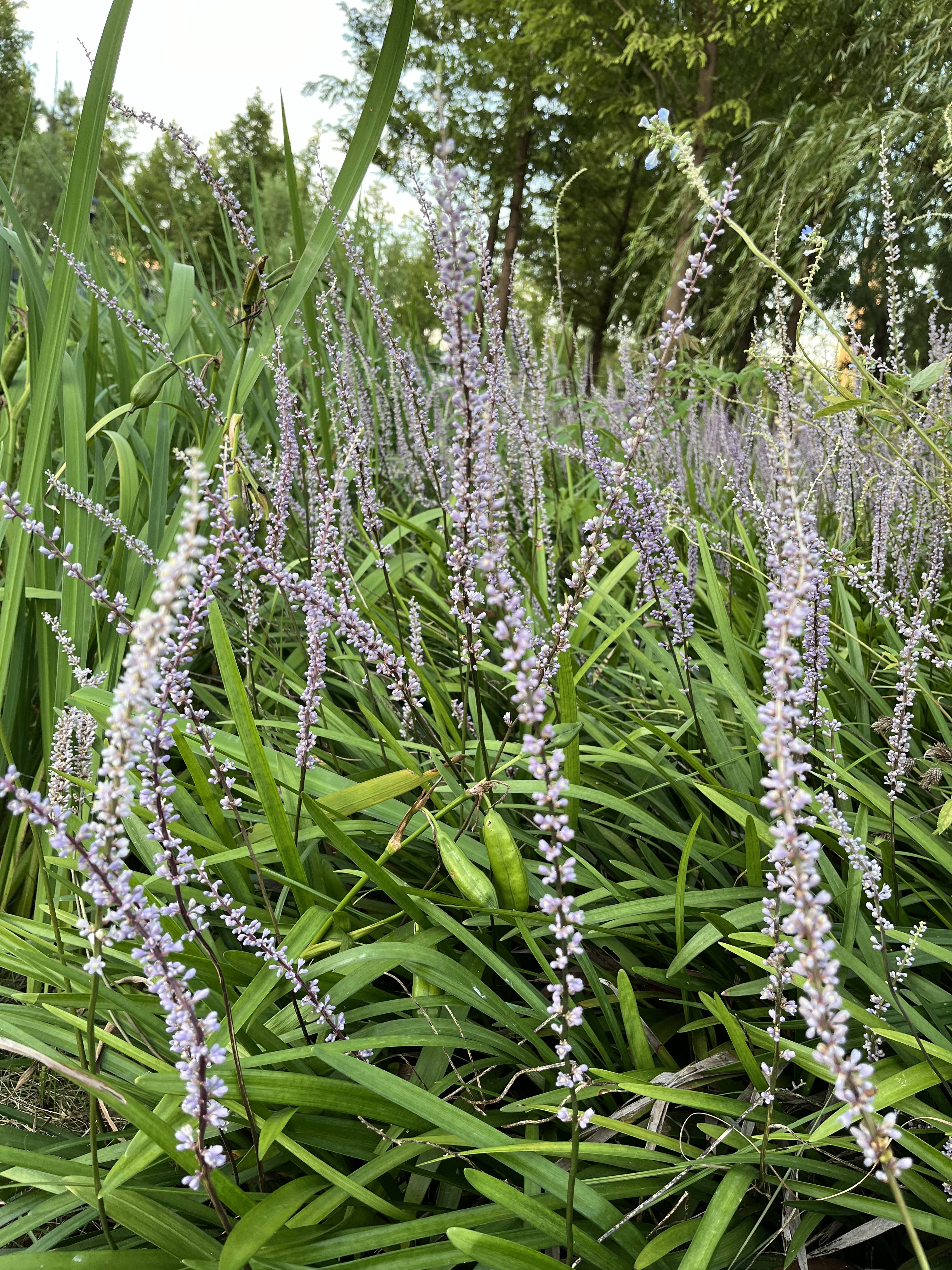 麦冬草开花图片图片