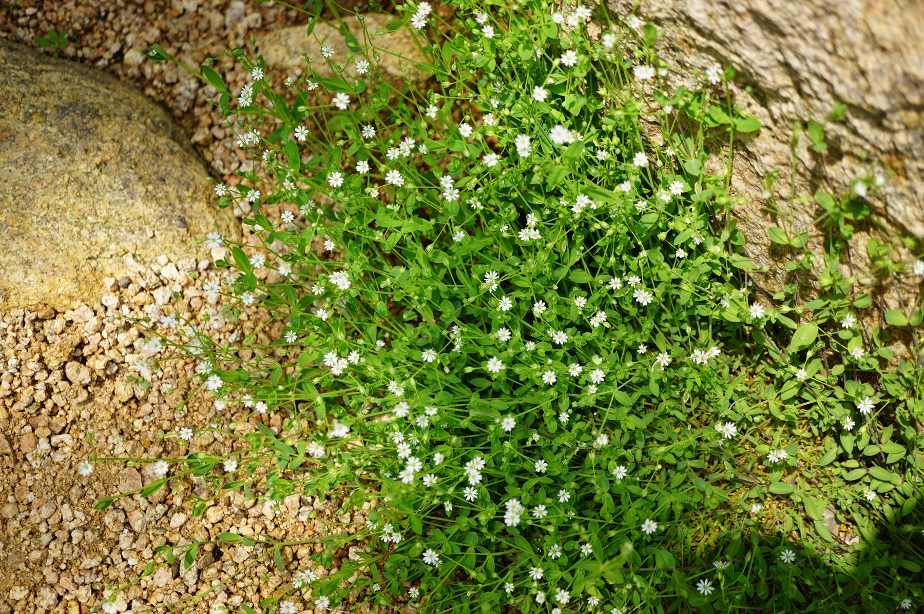 我见到的山东本土植物和园林栽培植物