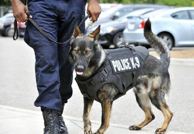 在美国警犬地位很高,一少年因向警犬开枪被判23年