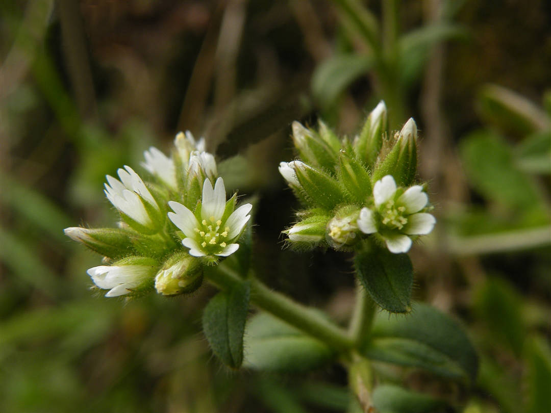 我见到的山东本土植物和园林栽培植物(526)球序卷耳