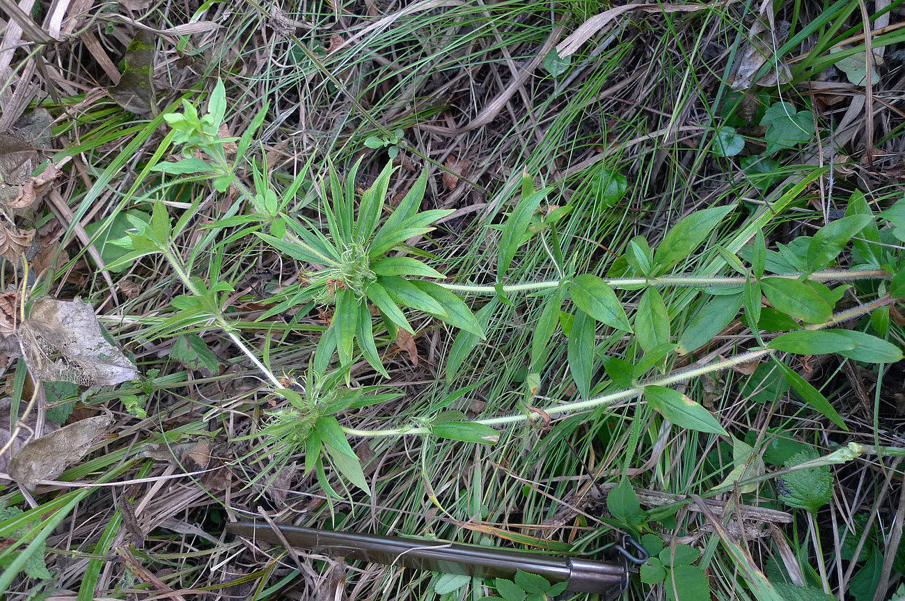 我见到的山东本土植物和园林栽培植物(534)轮叶过路黄