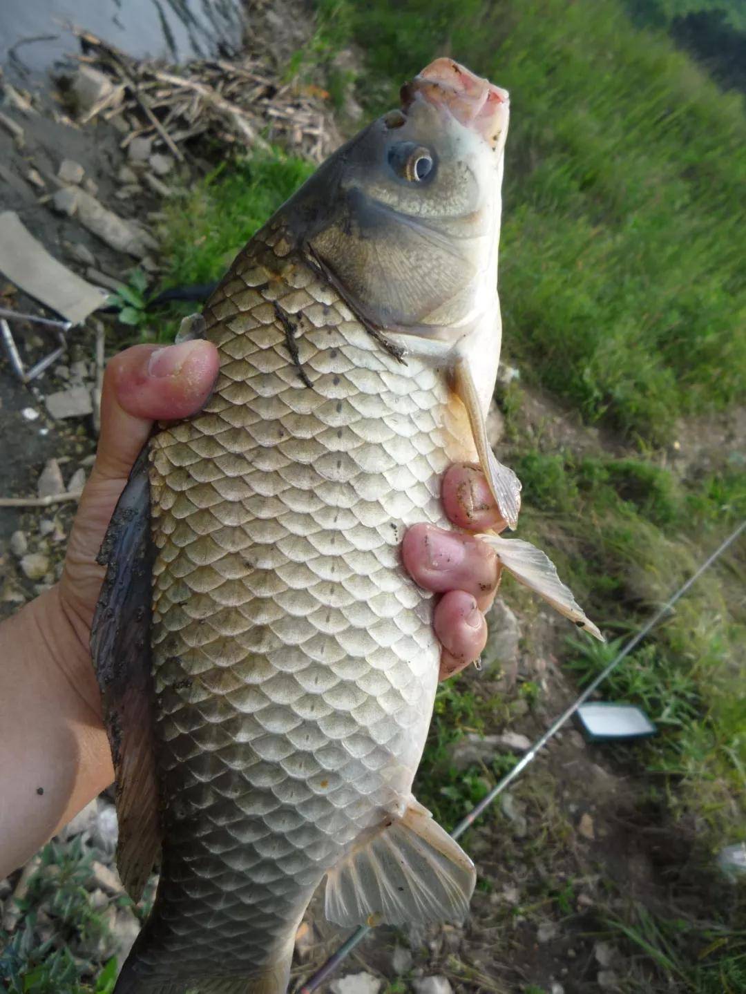 高温期,养殖鲫鱼的管理措施