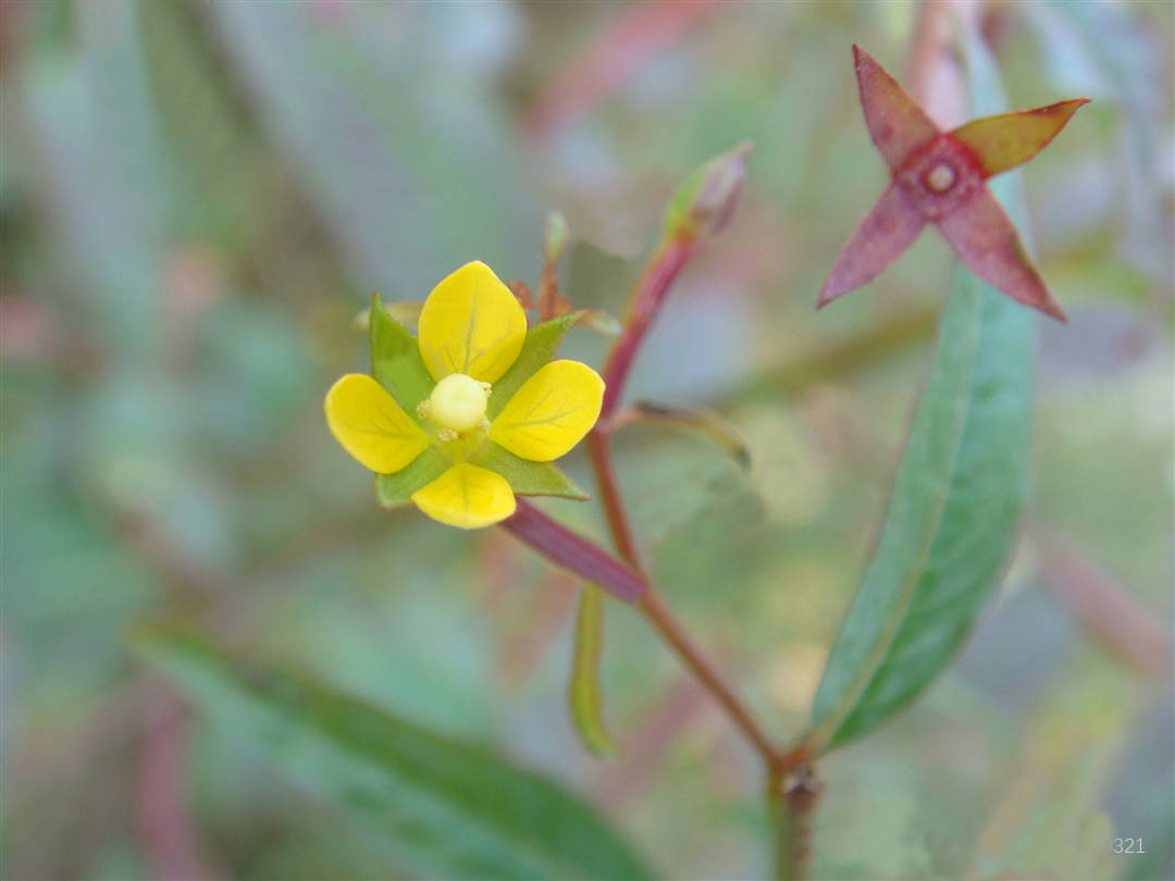 我见到的山东本土植物和园林栽培植物(538)丁香蓼?