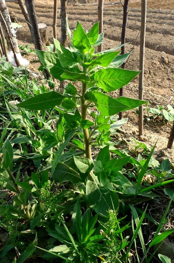 我见到的山东本土植物和园林栽培植物(536)小花山桃草