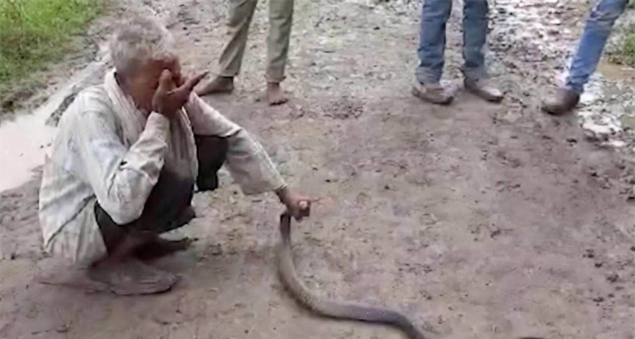 印度捕蛇人自认为对蛇毒免疫,不料当场被眼镜蛇咬死