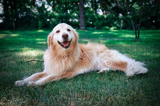 在这里,我们特别为大家分享一些关于金毛猎犬的养护知识:饮食管理