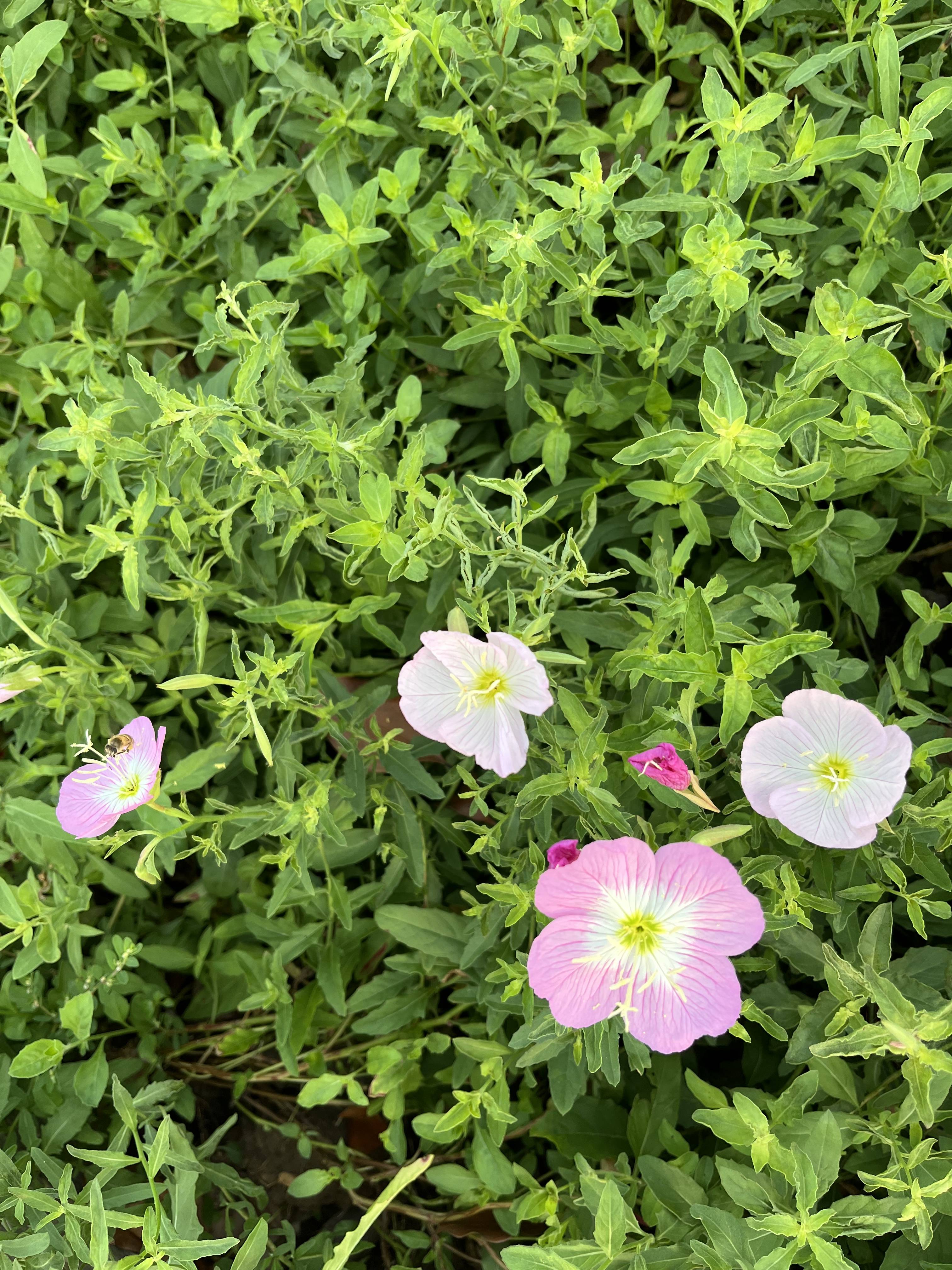 花花世界之11:美丽月见草