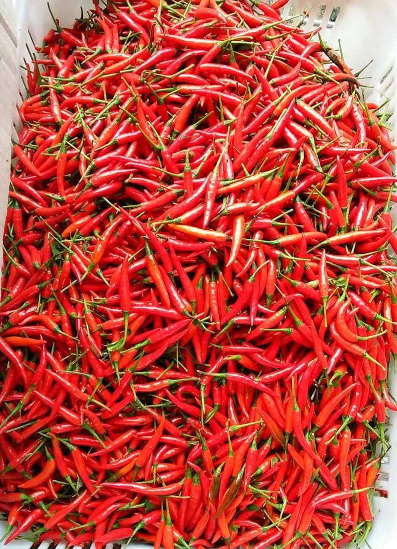 朝天王子单生朝天椒干鲜两用朝天椒小米椒指天椒种子