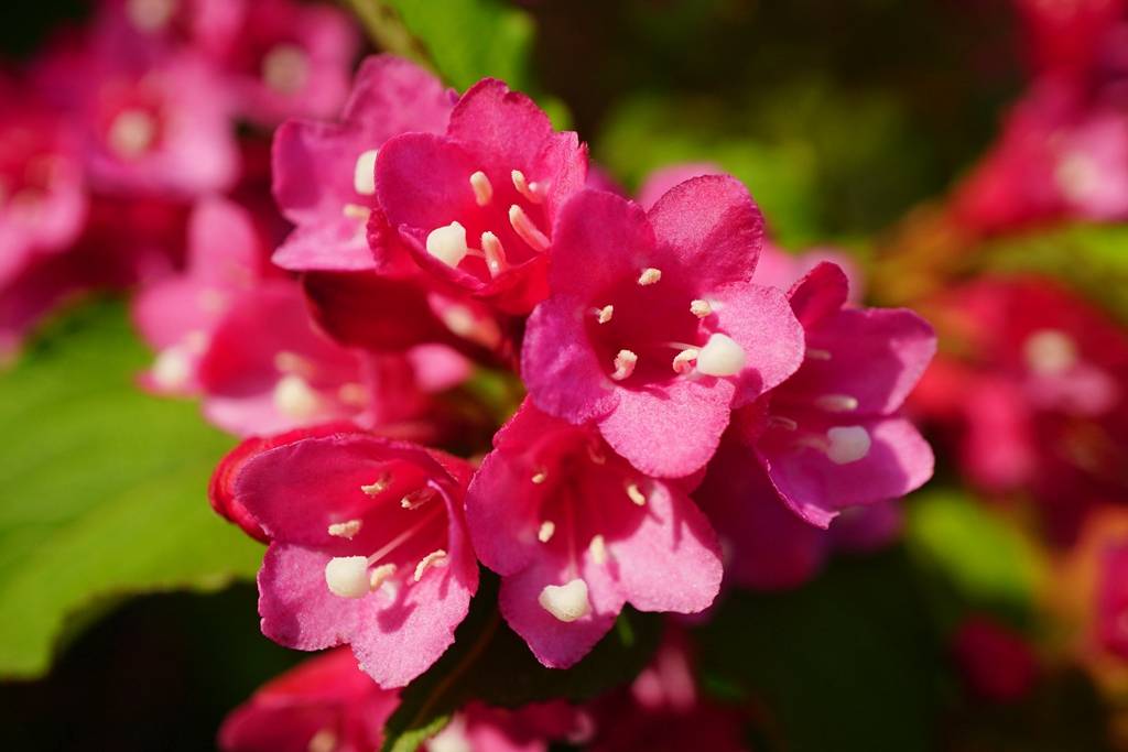 我见到的山东本土植物和园林栽培植物