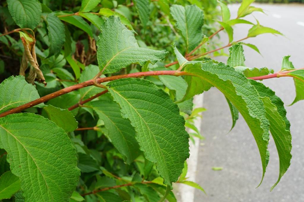 我见到的山东本土植物和园林栽培植物