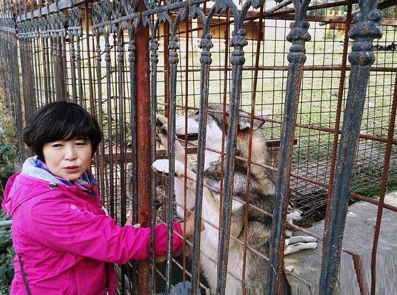 新疆女驯狼师养狼16年,为特种部队培育特种犬,产业获得千万财富