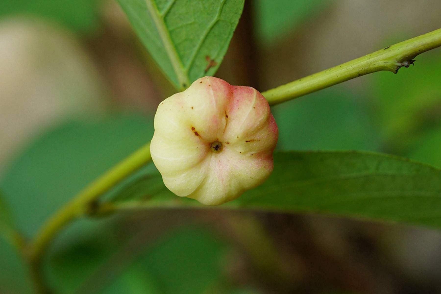 我见到的山东本土植物和园林栽培植物604算盘子