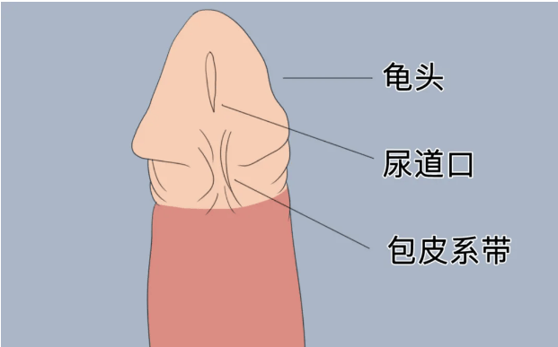 冠状沟：它就像是阴茎颈的一个昵称，是龟头下方那圈沟状构造。当你轻轻翻转包皮时